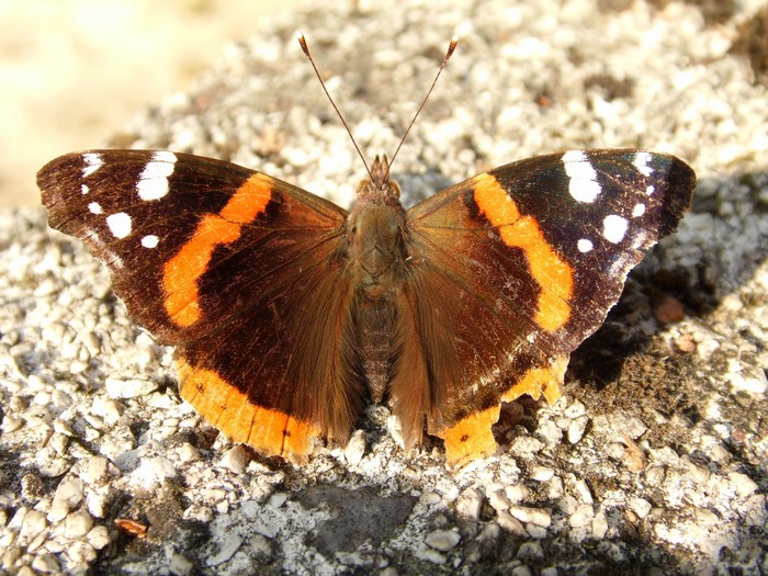 Lepidotteri del Parco del Roccolo